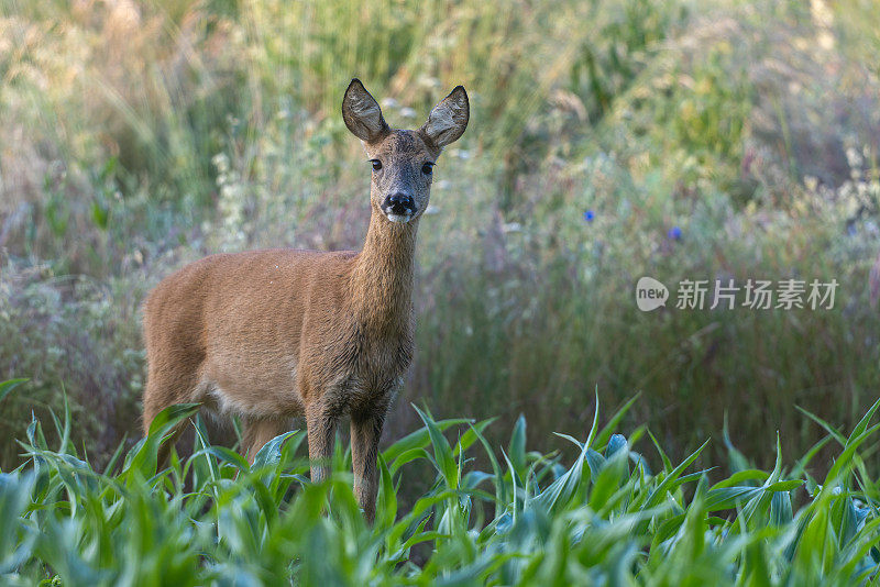 美丽的鹿(Capreolus Capreolus)